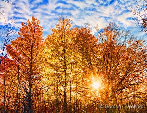 Backlit Autumn Trees_29819.jpg - Photographed near Lombardy, Ontario, Canada.